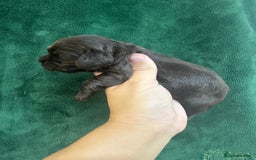 Cocker Spaniel dogs for sale: VERY SPECIAL SOLID CHOCOLATE SHOW TYPE MALE - Image 5