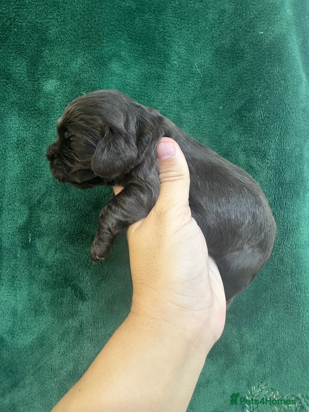 Cocker Spaniel dogs for sale: VERY SPECIAL SOLID CHOCOLATE SHOW TYPE MALE - Image 5