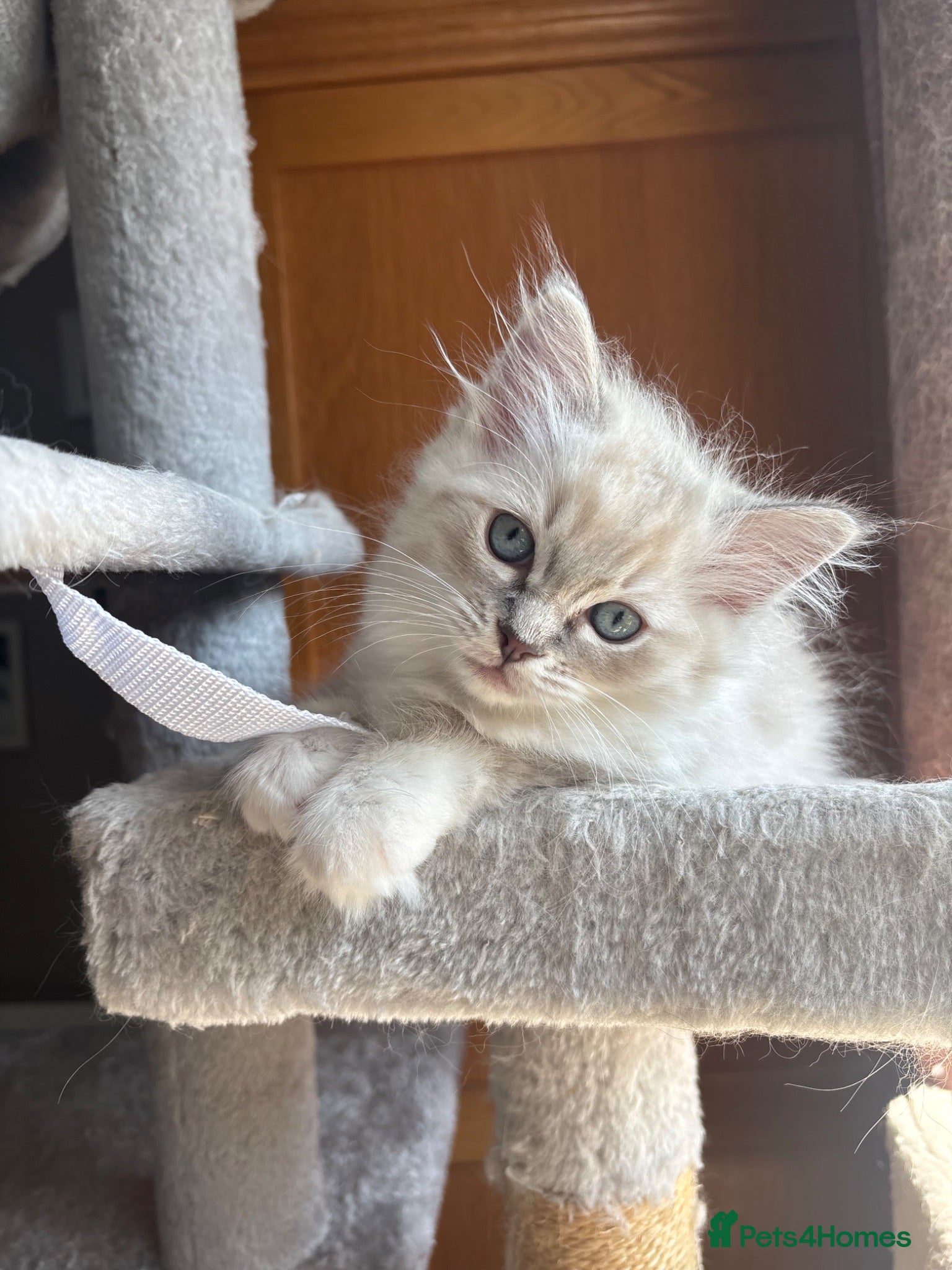 Ragdoll cats TICA registered - beautiful ragdoll kitten  - Advert 4