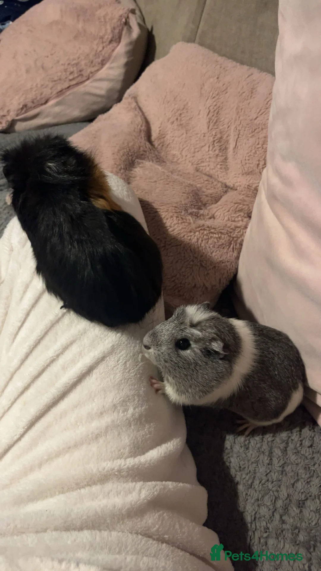 Guinea Pig rodents for sale: 2 Female young  guinea pigs for sale  - Advert 8