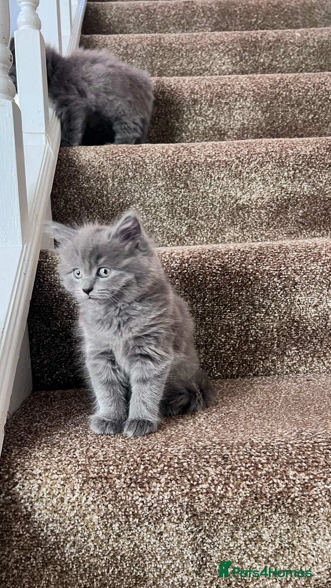 British Shorthair cats British shorthair kittens  - Advert 1