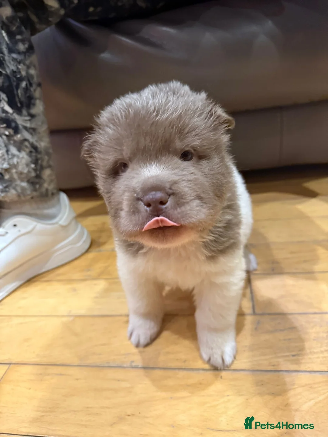 Shar Pei dogs for sale: ONLY 2 LEFT. OUTSTANDING KC BEAR & BRUSH PUPS - Advert 19