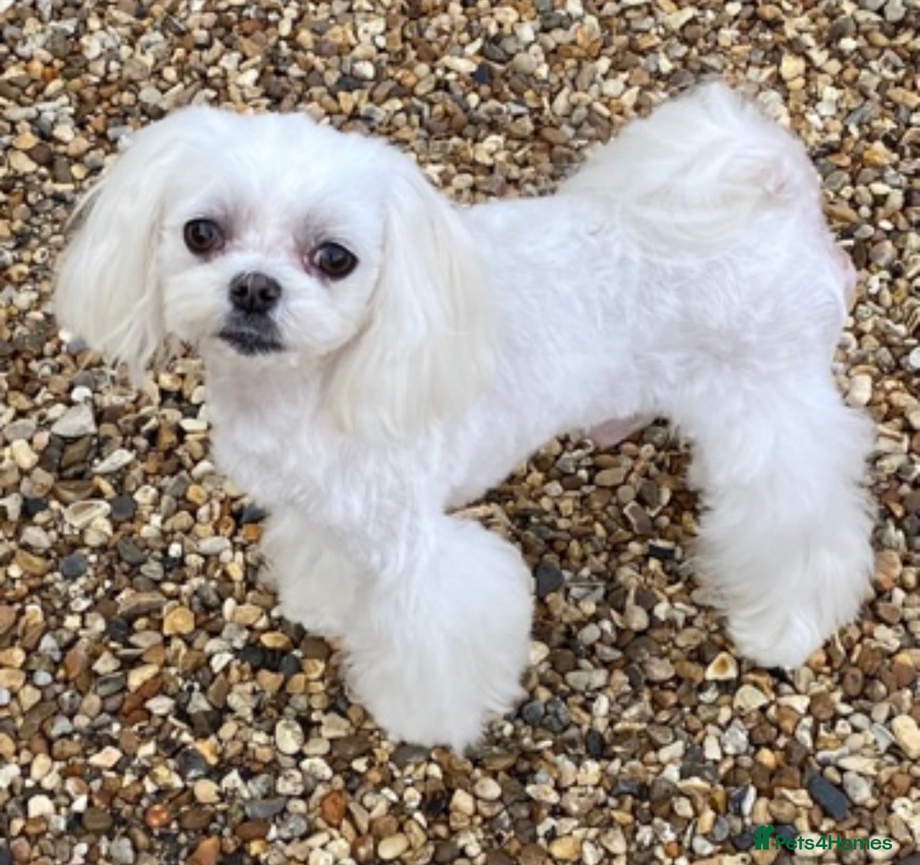 Maltese dogs korean maltese stud  - Advert 1