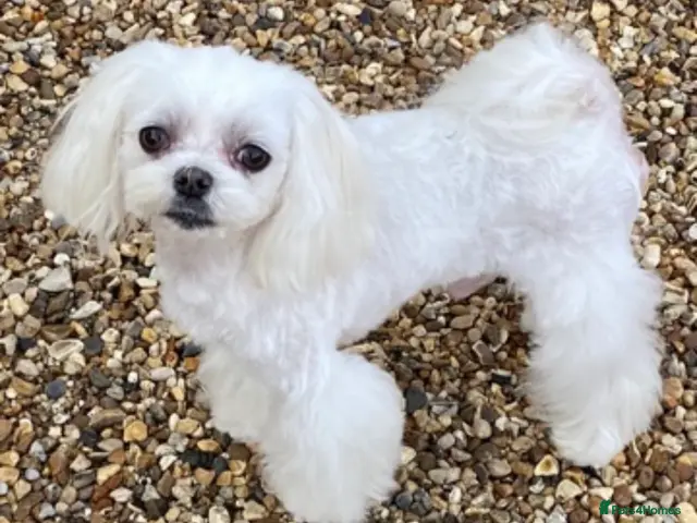 Maltese dogs korean maltese stud - Advert 1