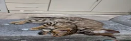 Bengal cats for sale: 🔥✨Pedigree TICA-Registered Bengals - Advert 5