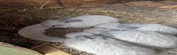 Mini Lop rabbits for sale: 6 mini lops for collection on 20th August 2026 - Advert 19