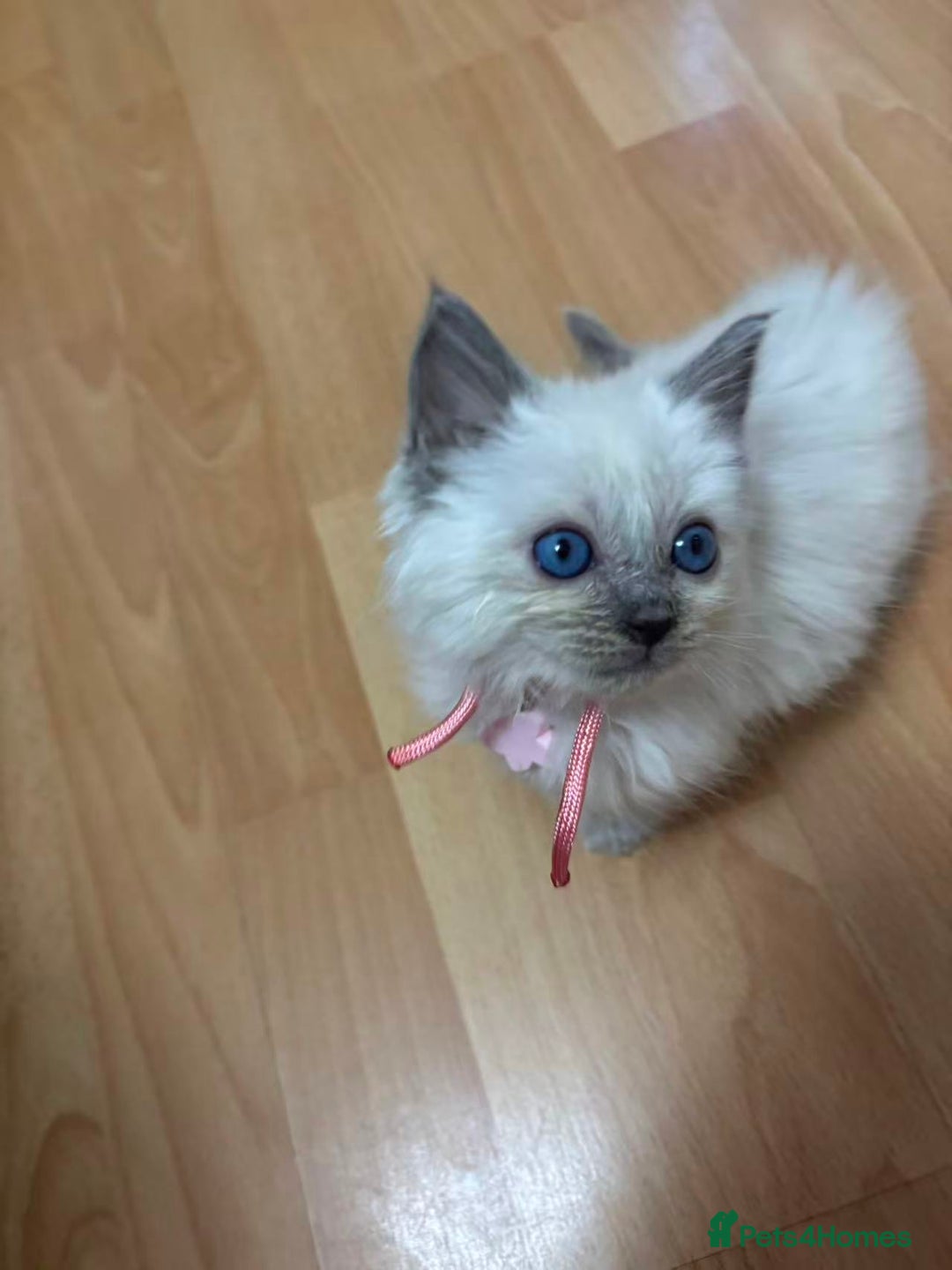 Ragdoll cats for sale: 8 purebred Ragdoll cats - Advert 6