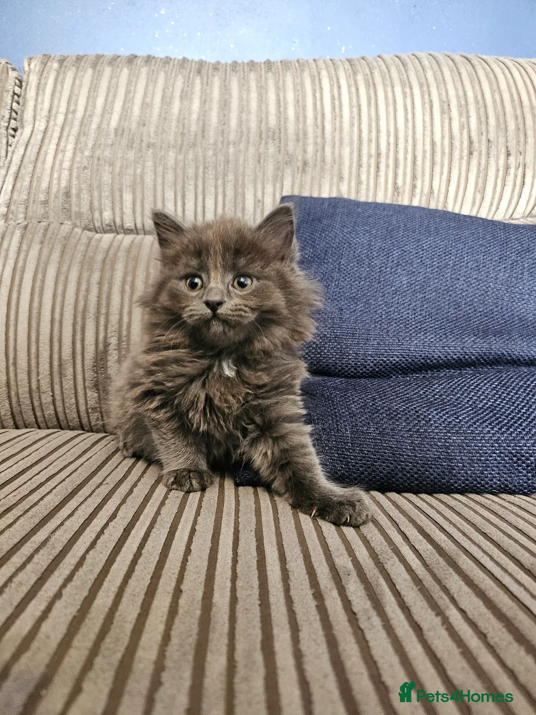 Mixed Breed cats for sale: 9 week old kittens looking forever homes - Advert 5