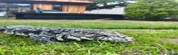 Lizard reptiles for sale: Stunning black and white tegu in Bexleyheath - Advert 3