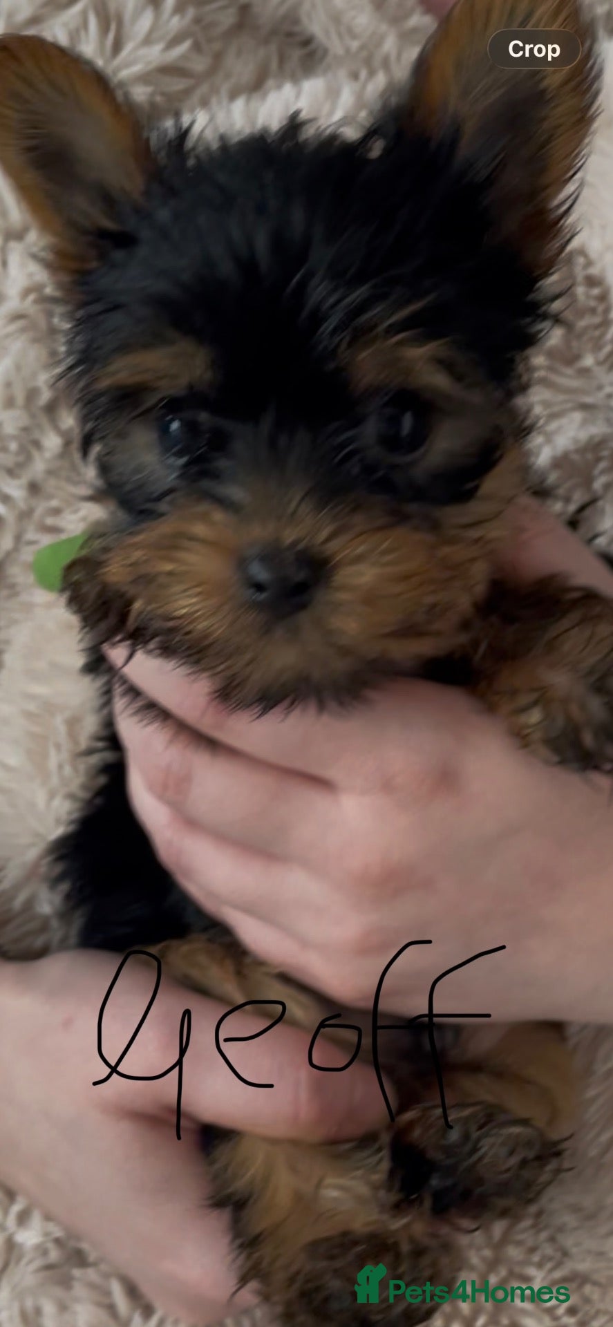 Yorkshire Terrier dogs for sale: PEDIGREE MINI YORKIE PUPS, 2 girls, 2 boys - Advert 1