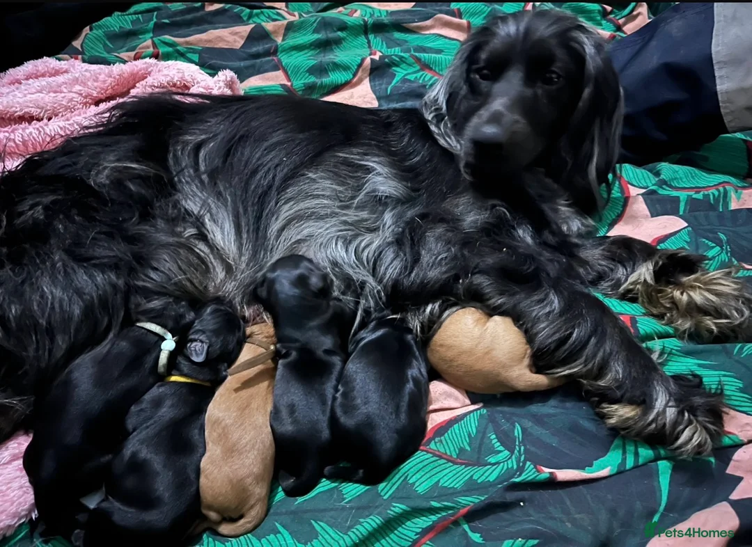 Cockapoo dogs for sale: 🩷F1B COCKAPOOS🩷 - Advert 5