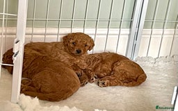 Miniature Poodle dogs for sale: 1 reserved 2 remaining ready 15th October  - Image 9