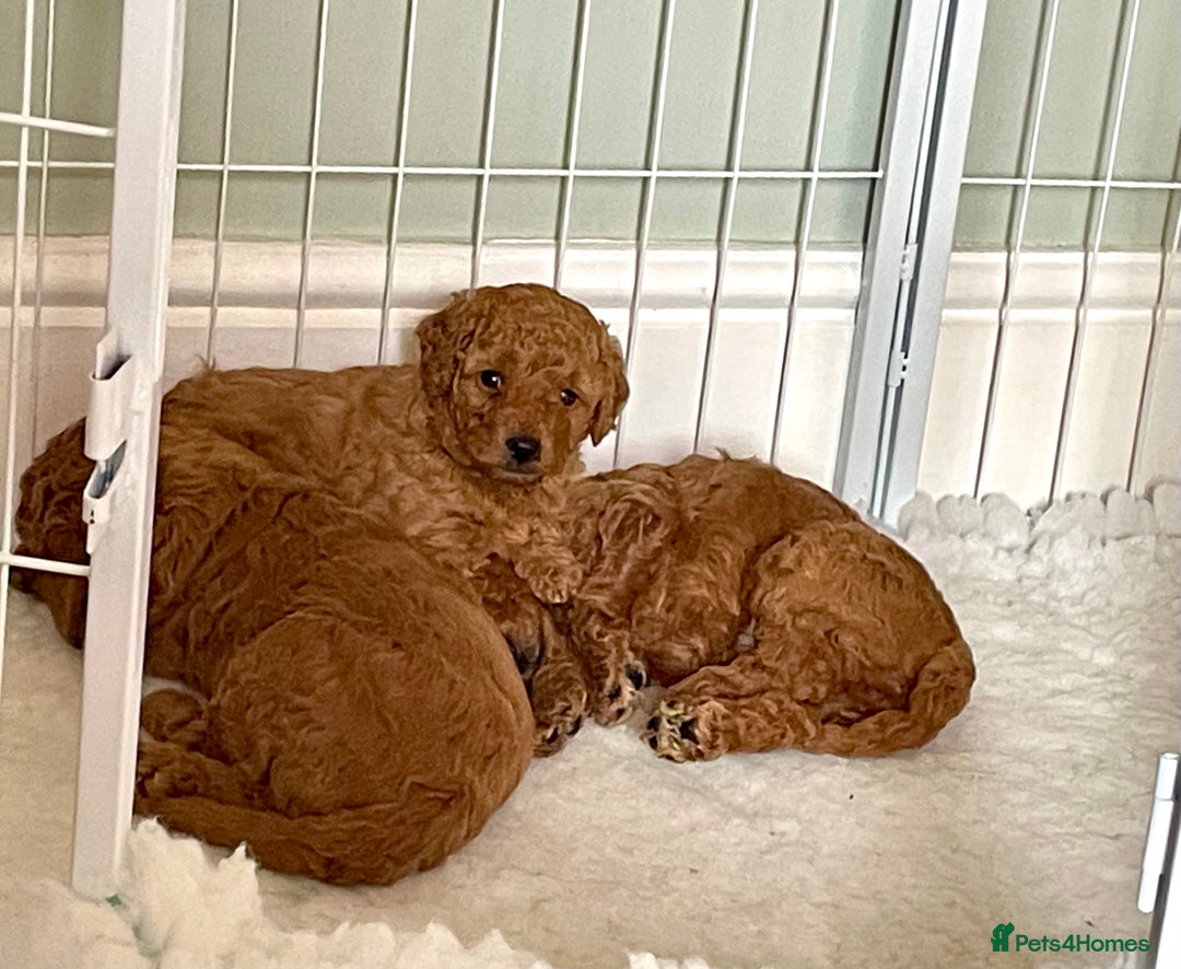 Miniature Poodle dogs for sale: 1 reserved 2 remaining ready 15th October  - Image 9