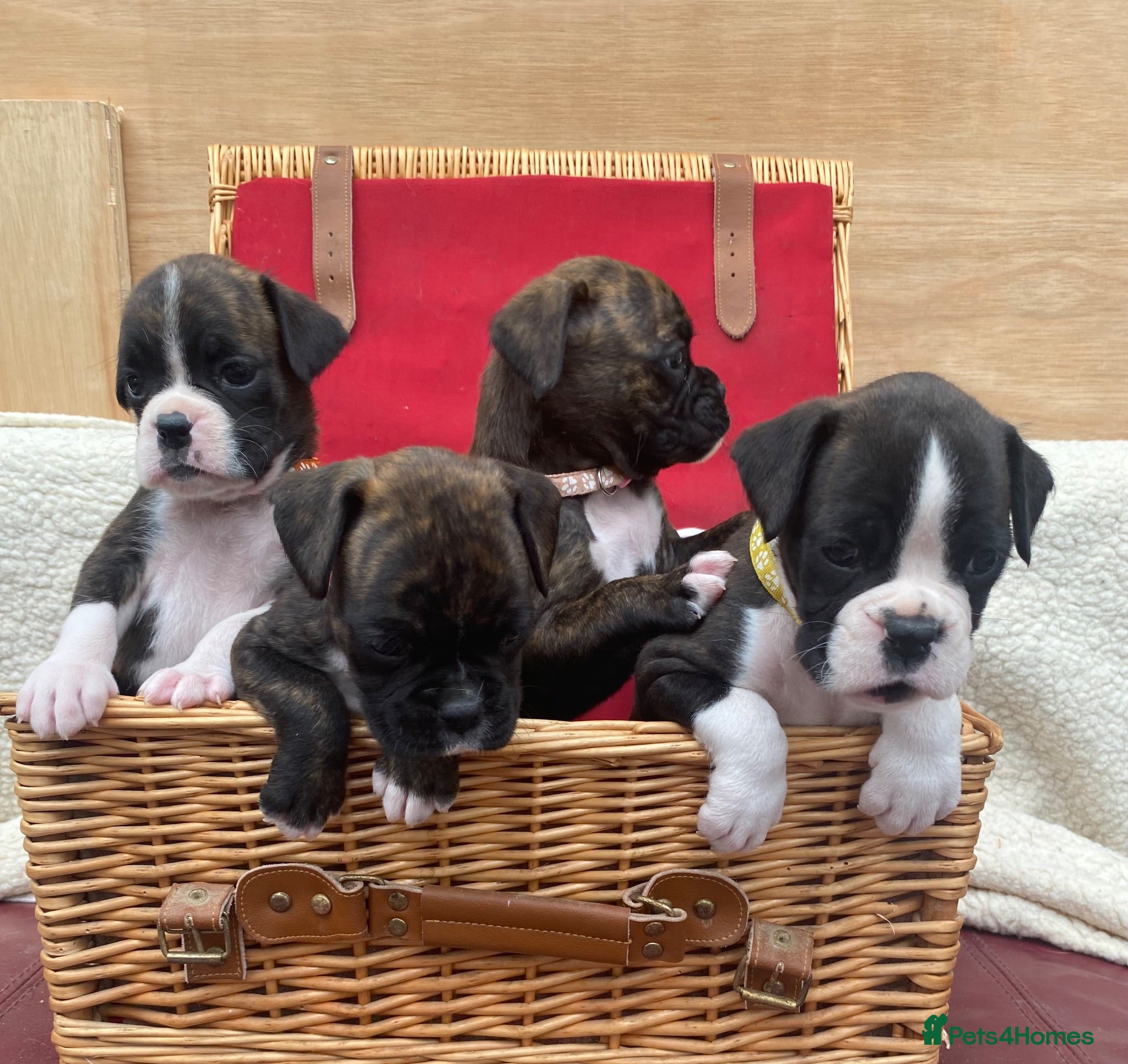 Boxer dogs Boxer KC puppies  - Advert 1
