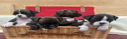 Boxer dogs for sale: Boxer KC puppies  - Advert 1
