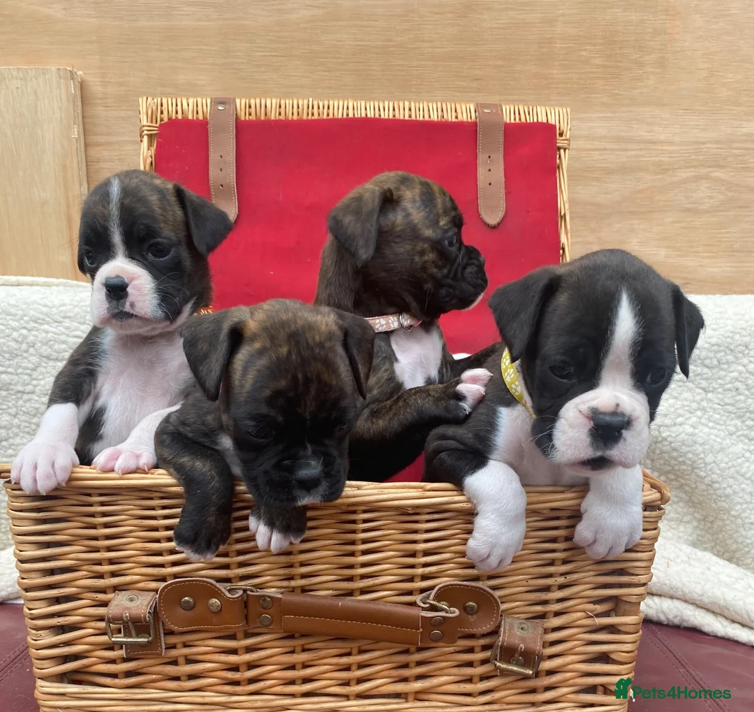 Boxer dogs for sale: Boxer KC puppies  - Advert 1