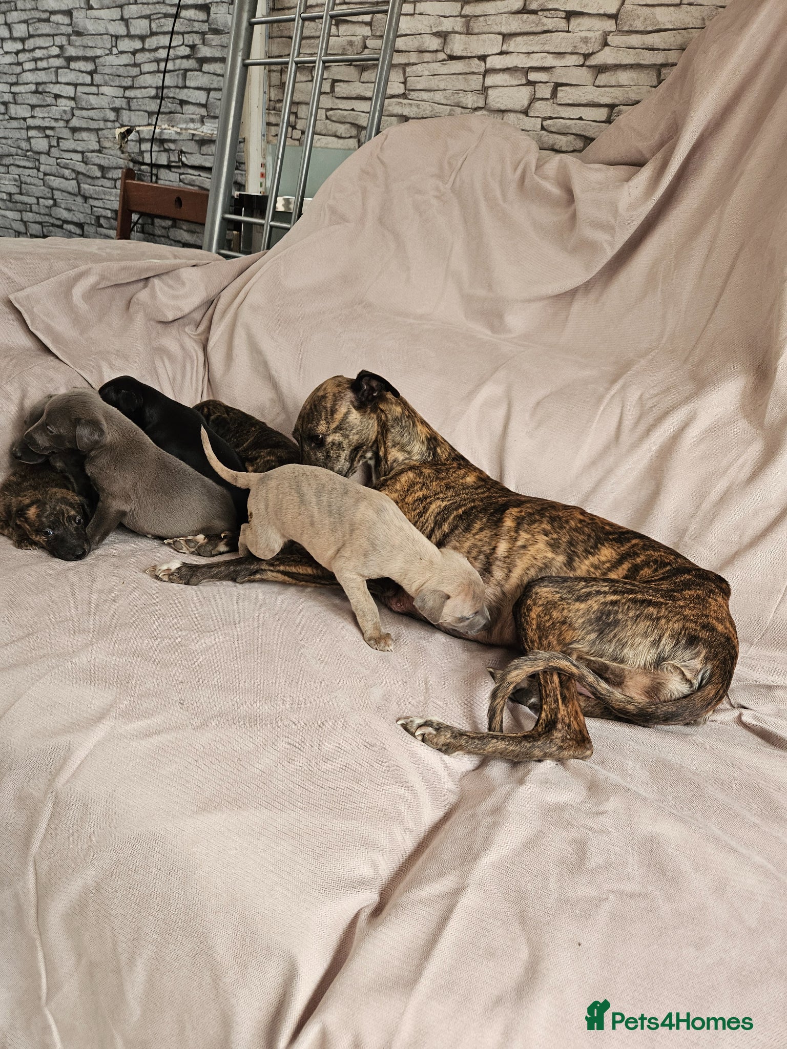 Whippet dogs Beautiful KC reg Whippet Puppies - Advert 2