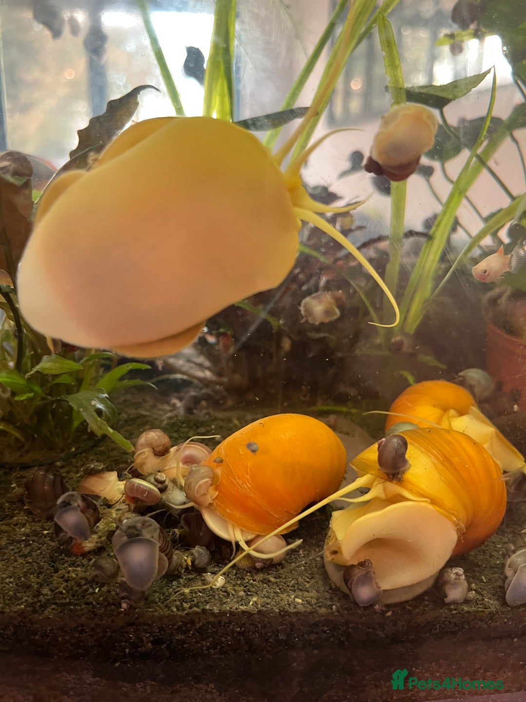 Snails fish for sale: Apple snails. - Image 2