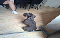 Miniature Schnauzer dogs for sale: Milo & Trent - Image 5