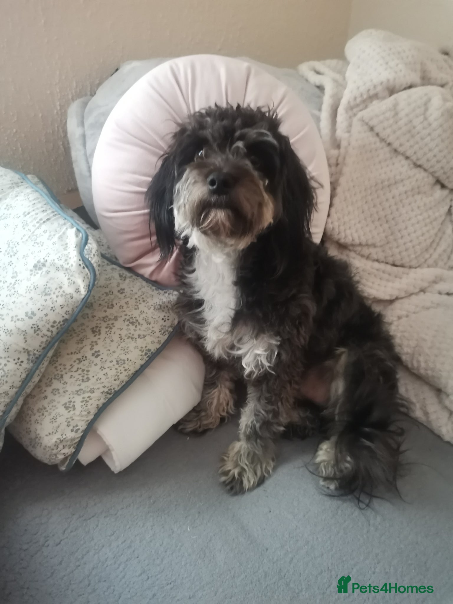 Mixed Breed dogs Yorkshire Terrier (Yorkie) mix - Advert 1