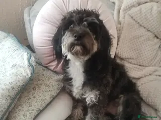 Mixed Breed dogs Yorkshire Terrier (Yorkie) mix - Advert 4