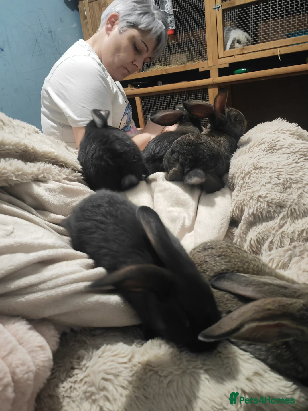 Flemish rabbits for sale: Pure Flemish  - Advert 9