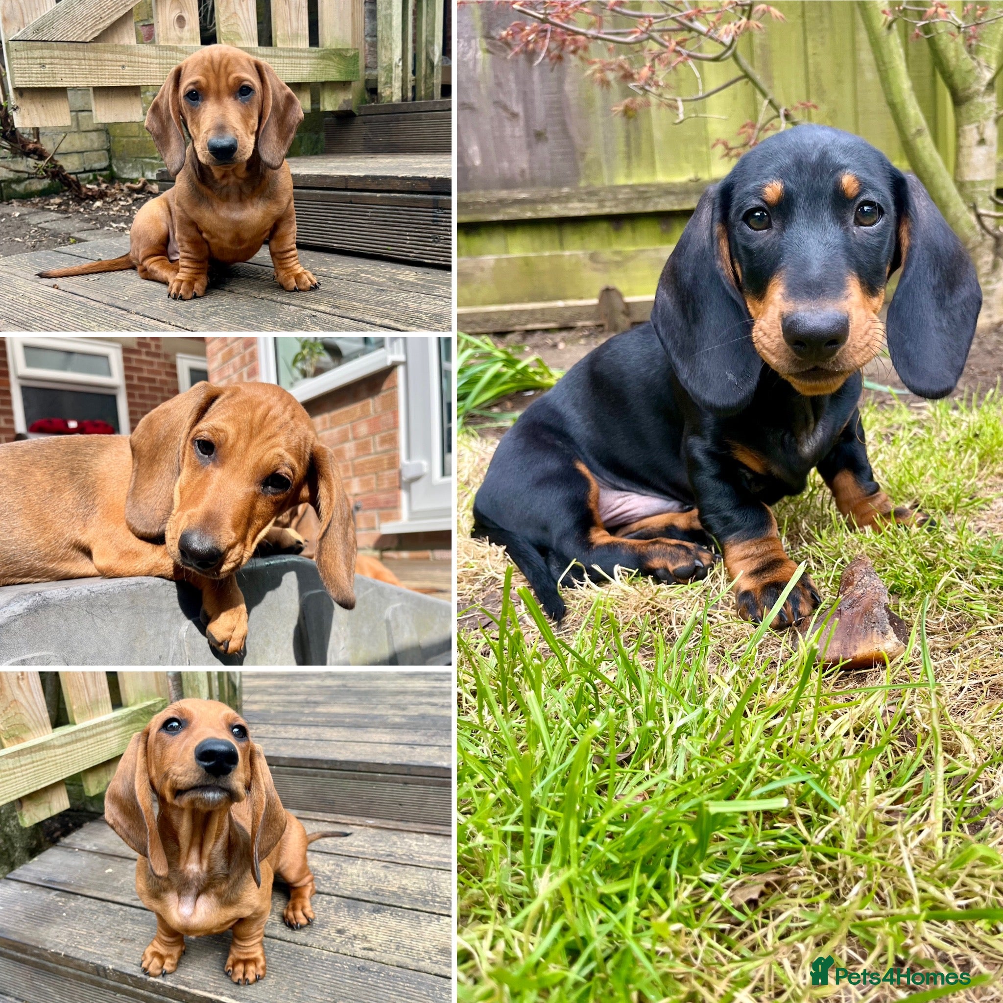 Dachshund dogs Standard Smooth Coat Dachshunds - Advert 3