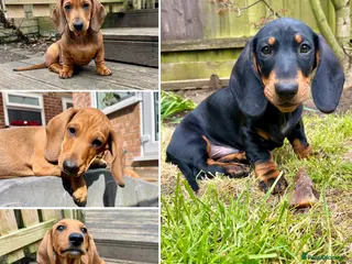 Dachshund dogs Standard Smooth Coat Dachshunds - Advert 3