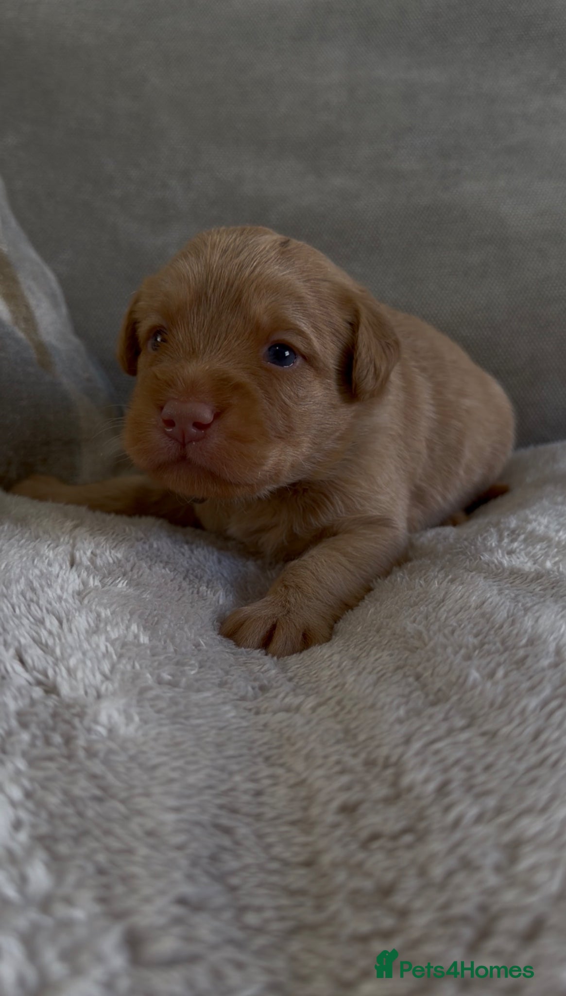Labradoodle dogs for sale: Beautiful chunky miniature labradoodles 💕 in Lincoln - Advert 5