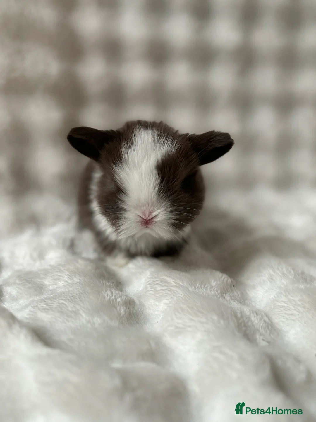 Mini Lop rabbits for sale: Beautiful Pure Bred Mini Lops - Advert 11