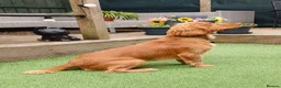 Cocker Spaniel dogs for stud: KC registered Working Cocker Spaniel. in Consett - Advert 10