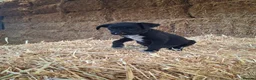 Borador dogs for sale: Labrador x Border Collie Pups for Sale - Advert 8