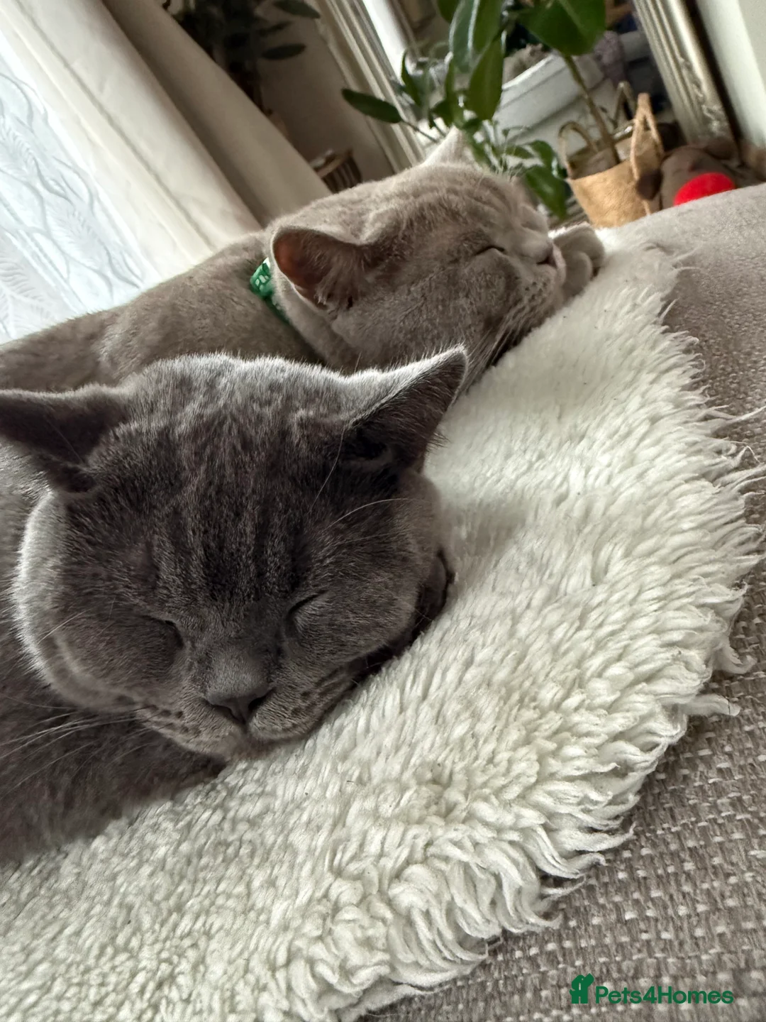 British Shorthair cats for sale: Pedigree British short hair male cats  - Advert 3
