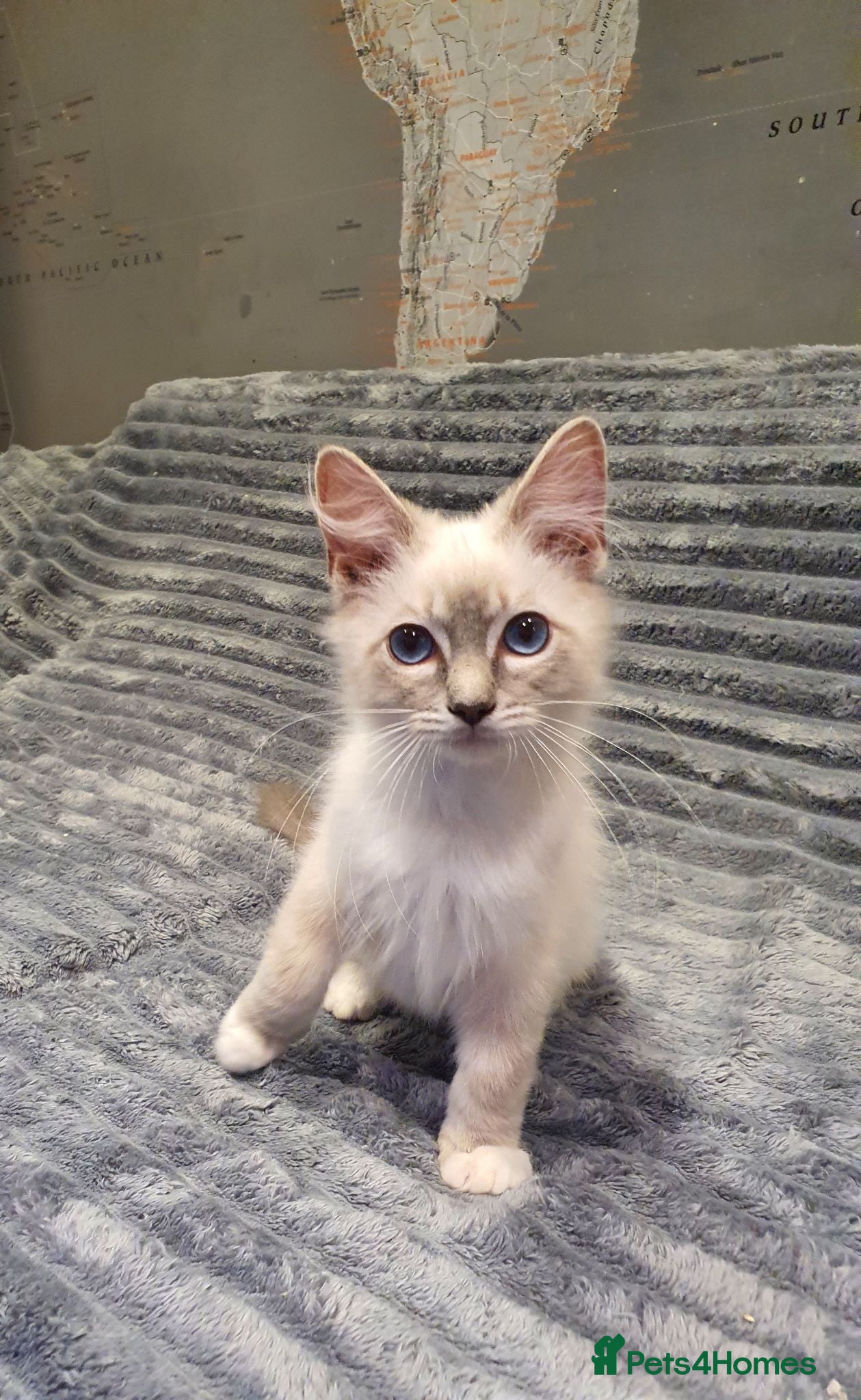 Ragdoll cats 💖Very Beautiful GCCF Registered Ragdoll Kittens. - Advert 2