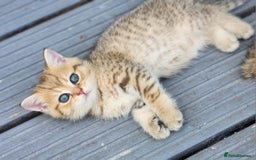 British Shorthair cats for sale: Tica reg Golden Shaded British shorthair kittens. - Image 12