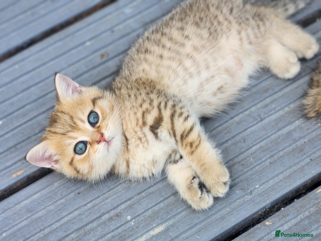 British Shorthair cats for sale: Tica reg Golden Shaded British shorthair kittens. - Image 12