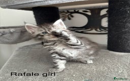 Maine Coon cats for sale: Stunning poly/non poly Maine coin kittens - Image 5