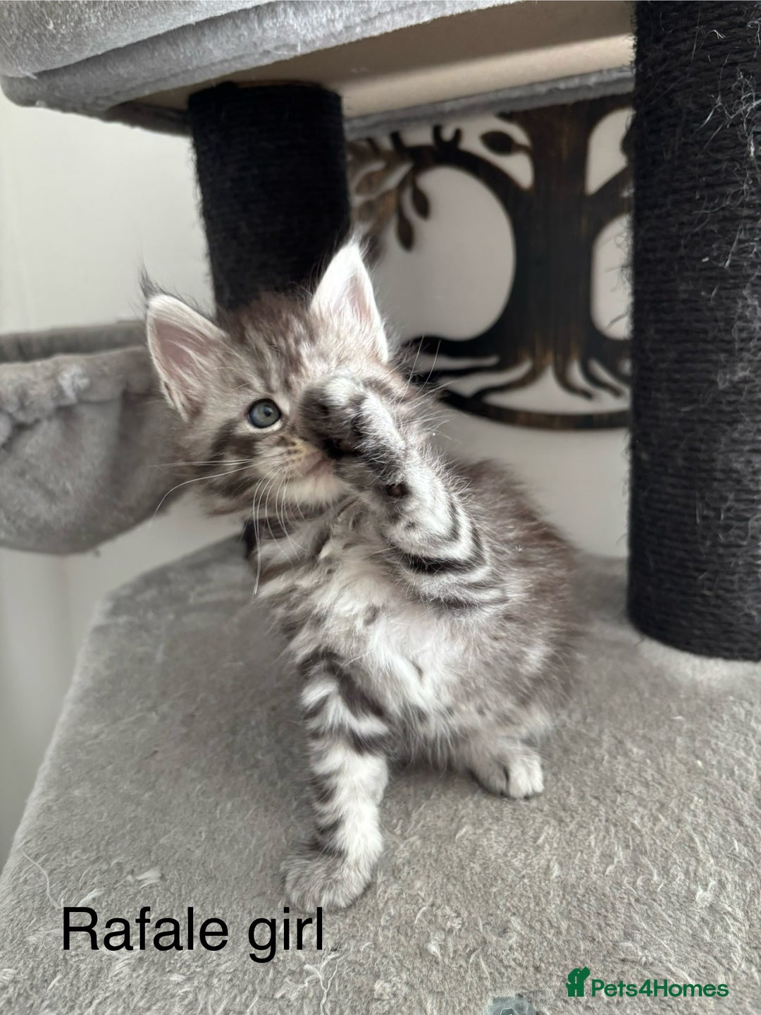 Maine Coon cats for sale: Stunning poly/non poly Maine coin kittens - Image 5