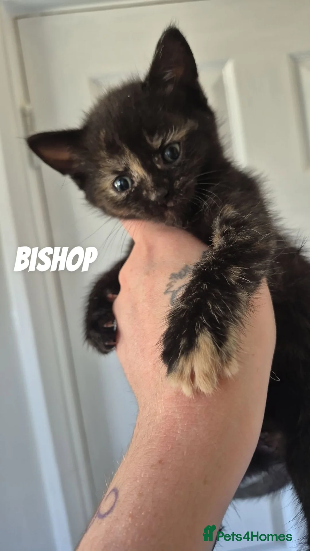 Mixed Breed cats for sale: Kittens - Advert 2