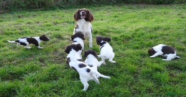 English Springer Spaniel dogs - Advert 13