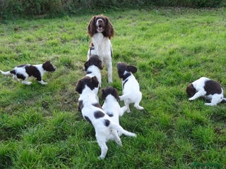 English Springer Spaniel dogs - Advert 11