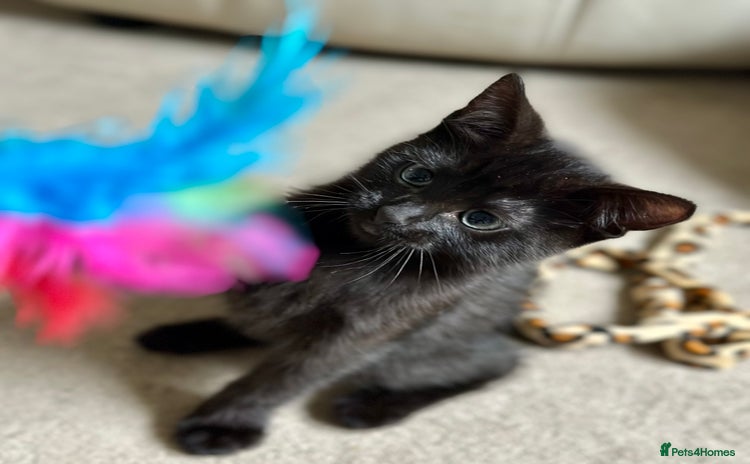 Mixed Breed cats - Advert 3