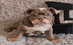 English Bulldog dogs for sale: K c reg English Bulldog pup - Image 1