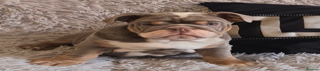 English Bulldog Puppy 1