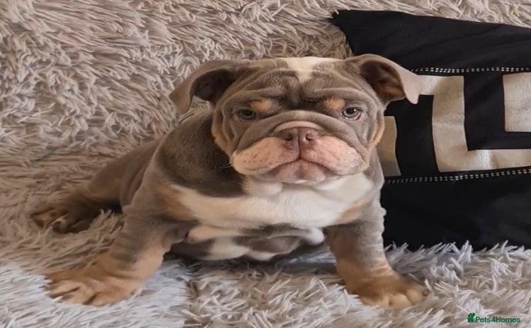 English Bulldog dogs - Advert 3