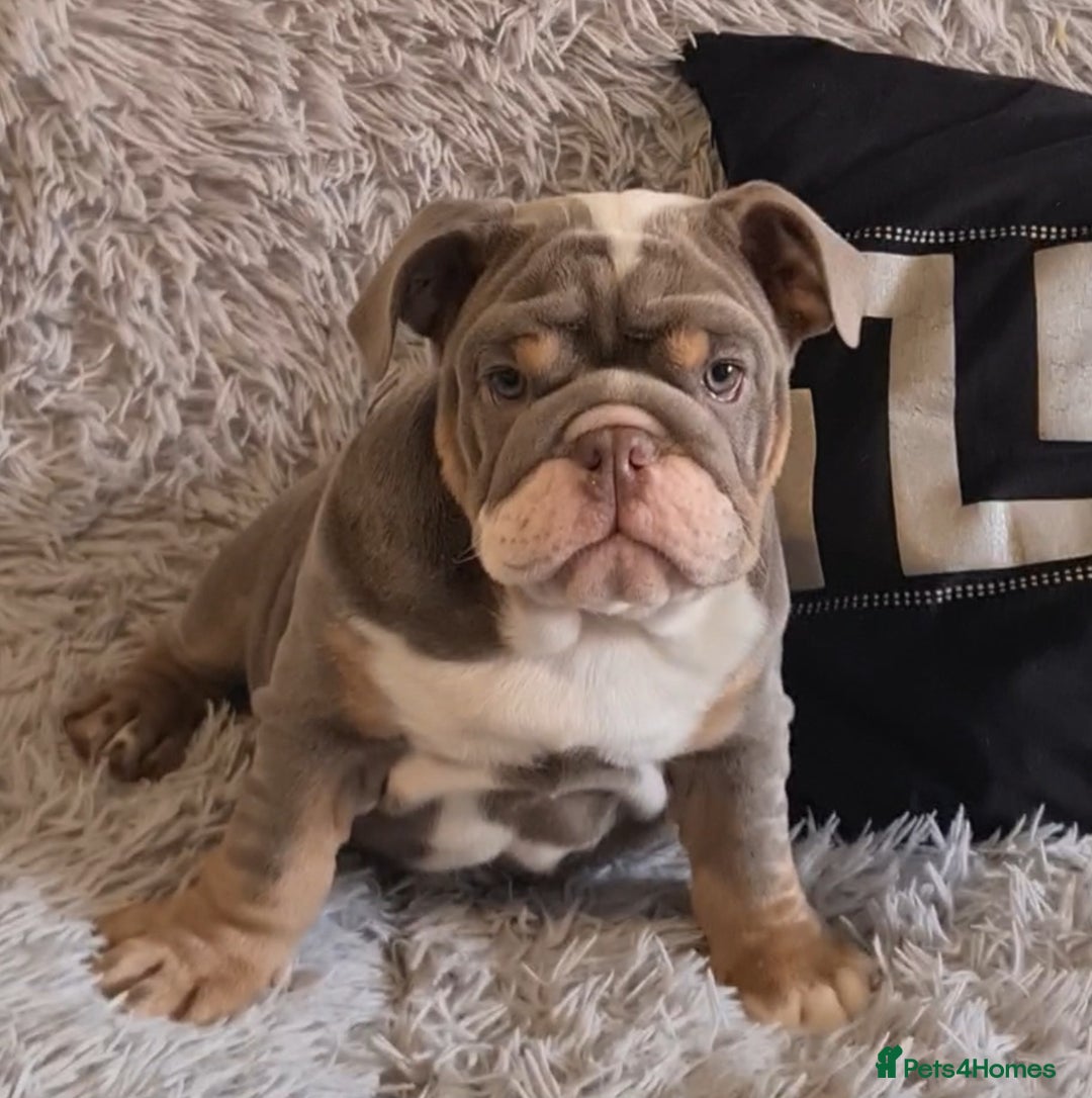 English Bulldog dogs for sale: K c reg English Bulldog pup - Image 1