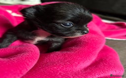 Pomchi dogs for sale: 2 beautiful tiny little Pomchi girls - Image 1