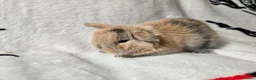 Mini Lop rabbits for sale: Stunning mini lops available  - Advert 8