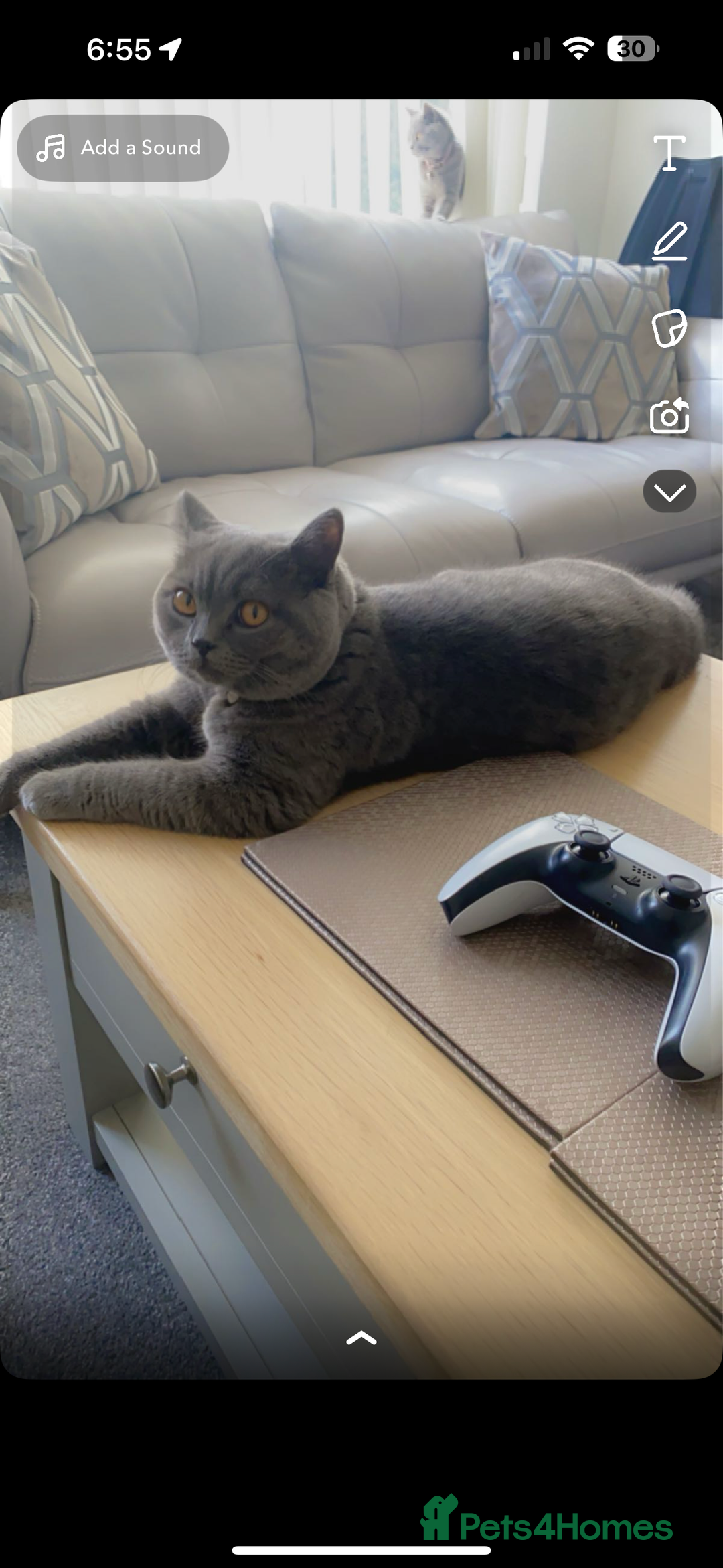 British Shorthair cats for sale: British shorthair cat Female  - Advert 3