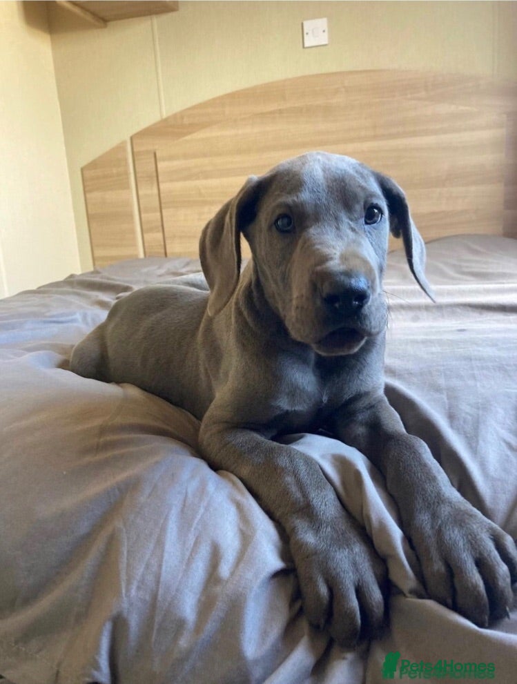 Great Dane dogs Blue Great Dane puppies  - Advert 1